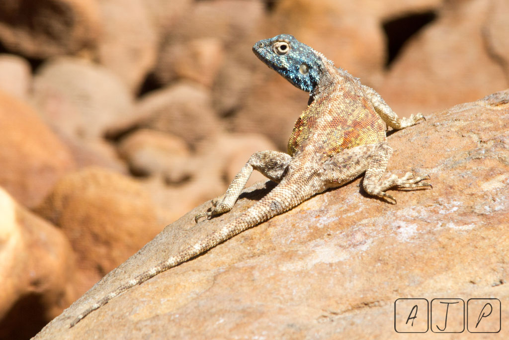 Lizard